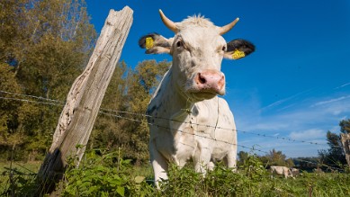 Cow