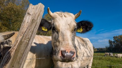 Cow